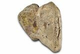 Fossil Dinosaur (Ankylosaurus) Osteoderm - Montana #380187-3